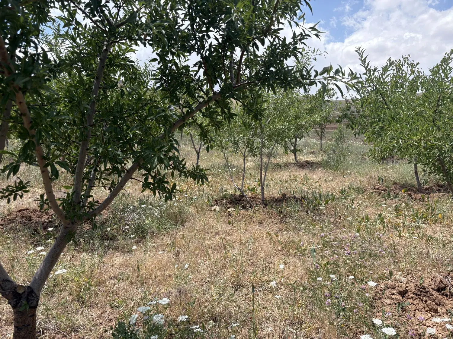 باغ با اب و خانه