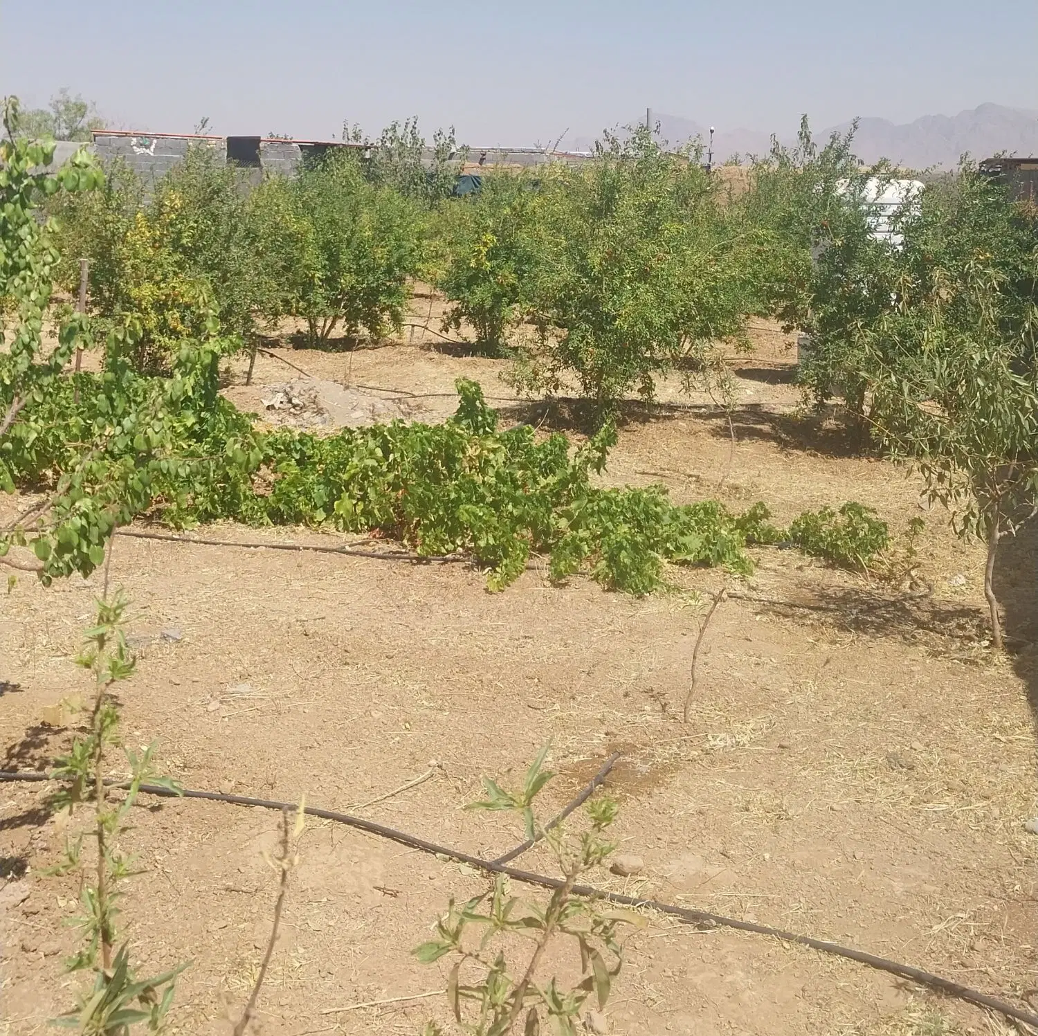 باغ مجلسی