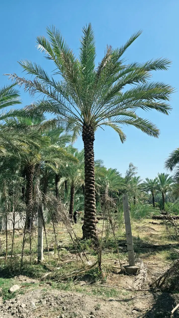 زمین