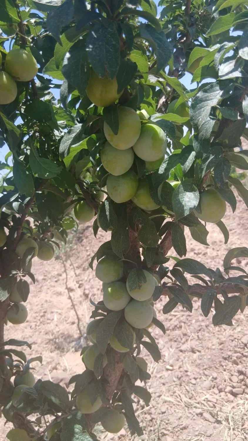 زمین باغی روستا