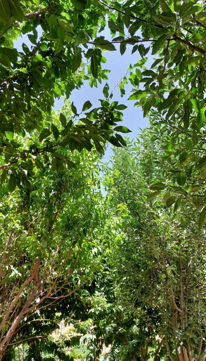 ۲۰۰۰ هزار متر باغ و زمین کشاورزی روستای سراب فرش