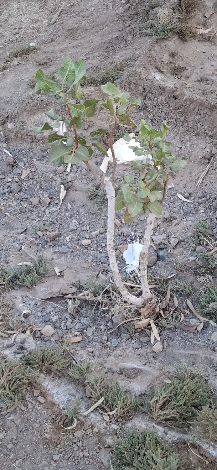 باغ