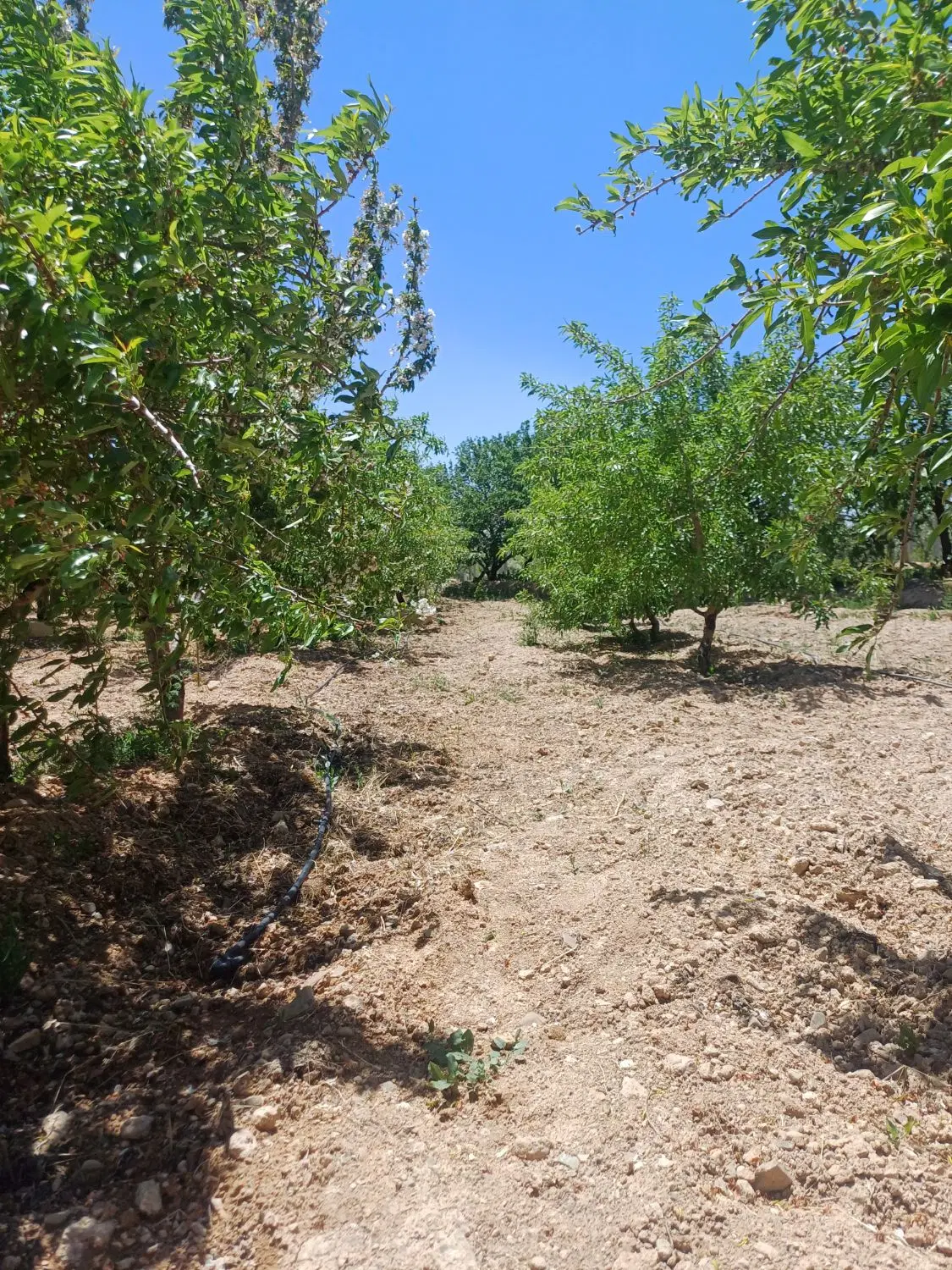 زمین بادام