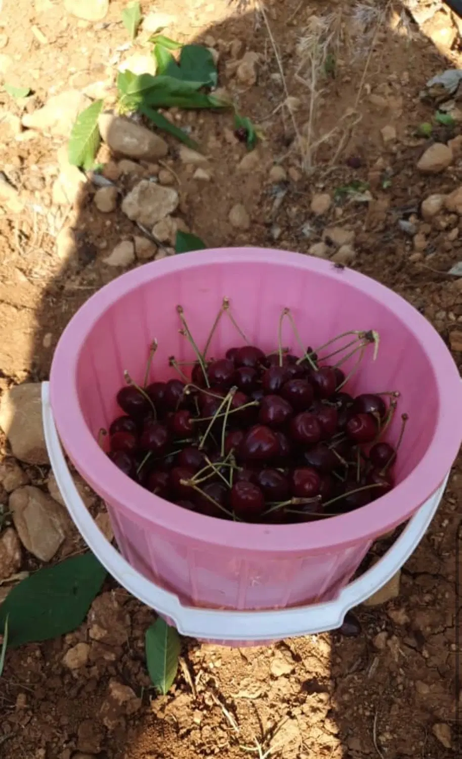 فروش باغ