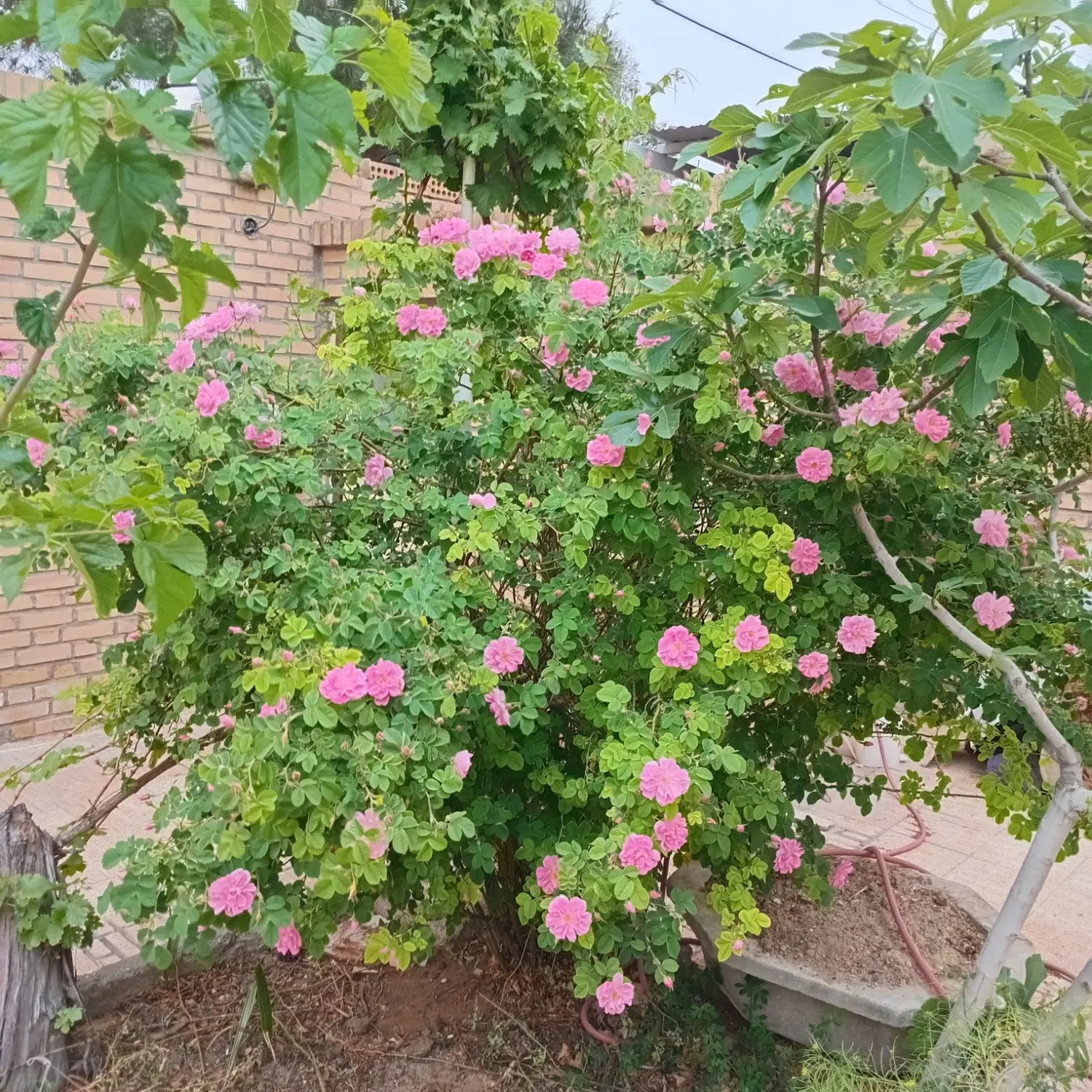 فروش باغ روستاآستانه