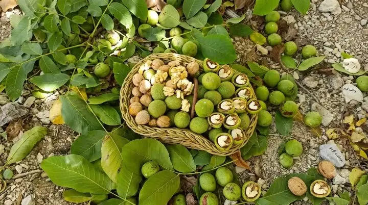 اجاره دادن باغ گردو
