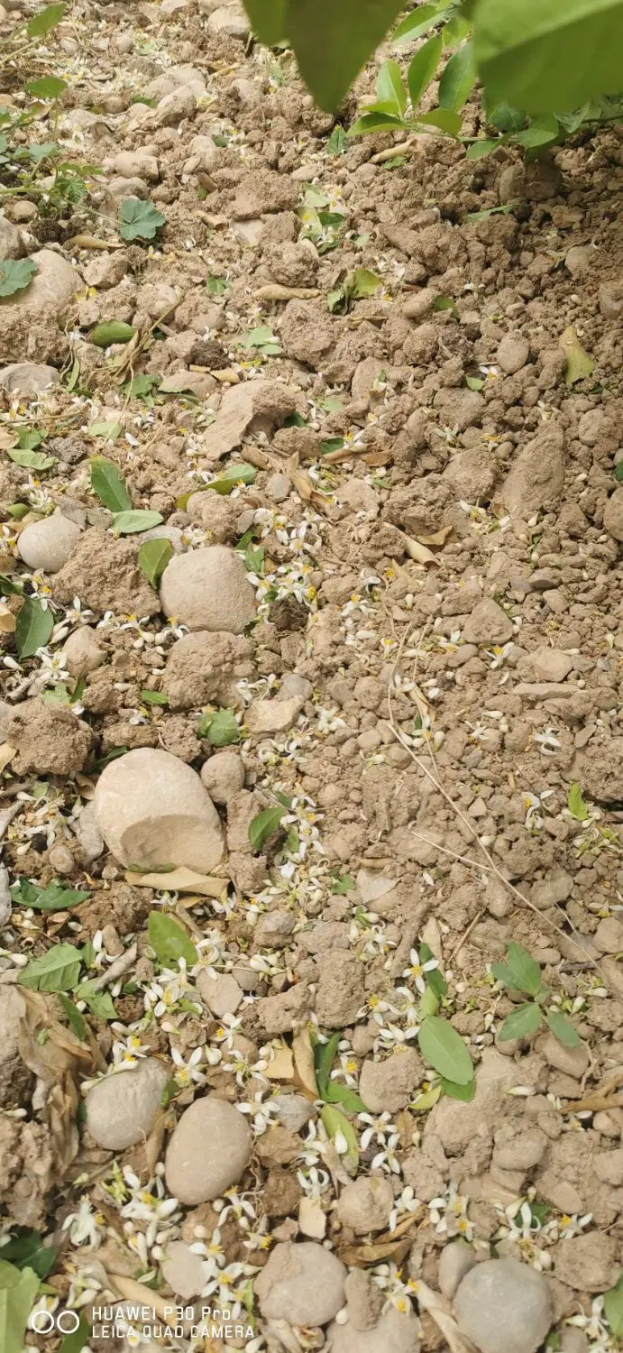 زمین مسکونی دشت روم حسین اباد