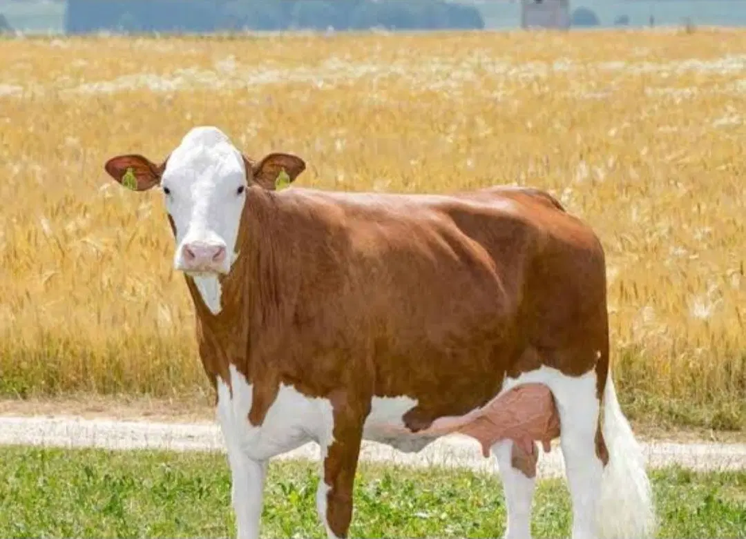 سرمایه گذار جهت احداث گاوداری و گلخانه