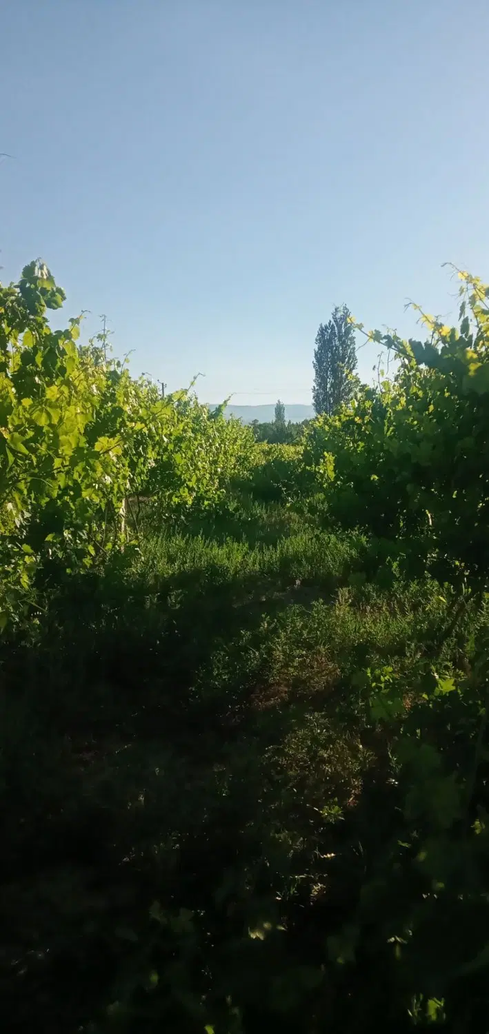 فروش باغ انگور در ارومبه به متراژ تقریبا ۳۷۰۰ متر