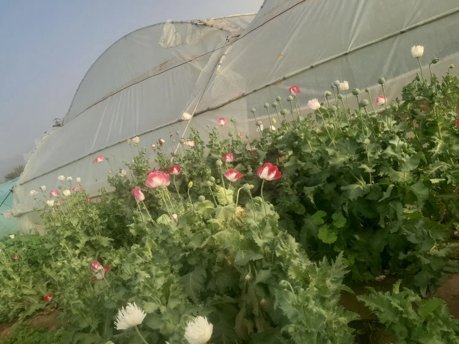 گلخانه