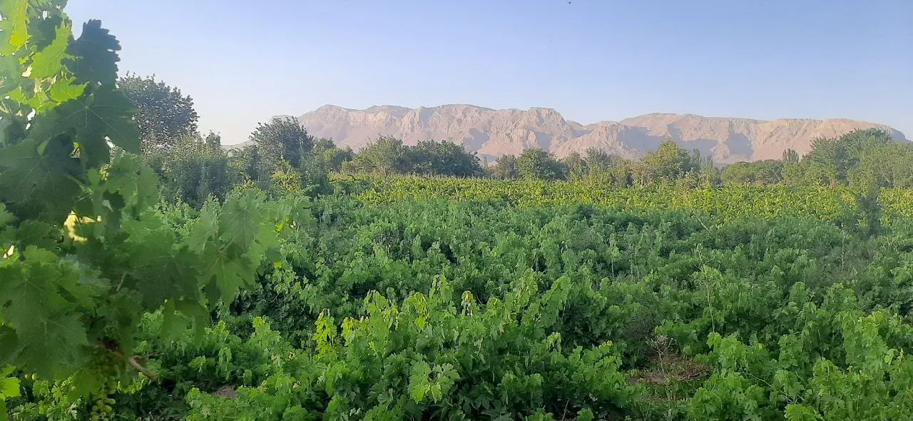 باغ انگور