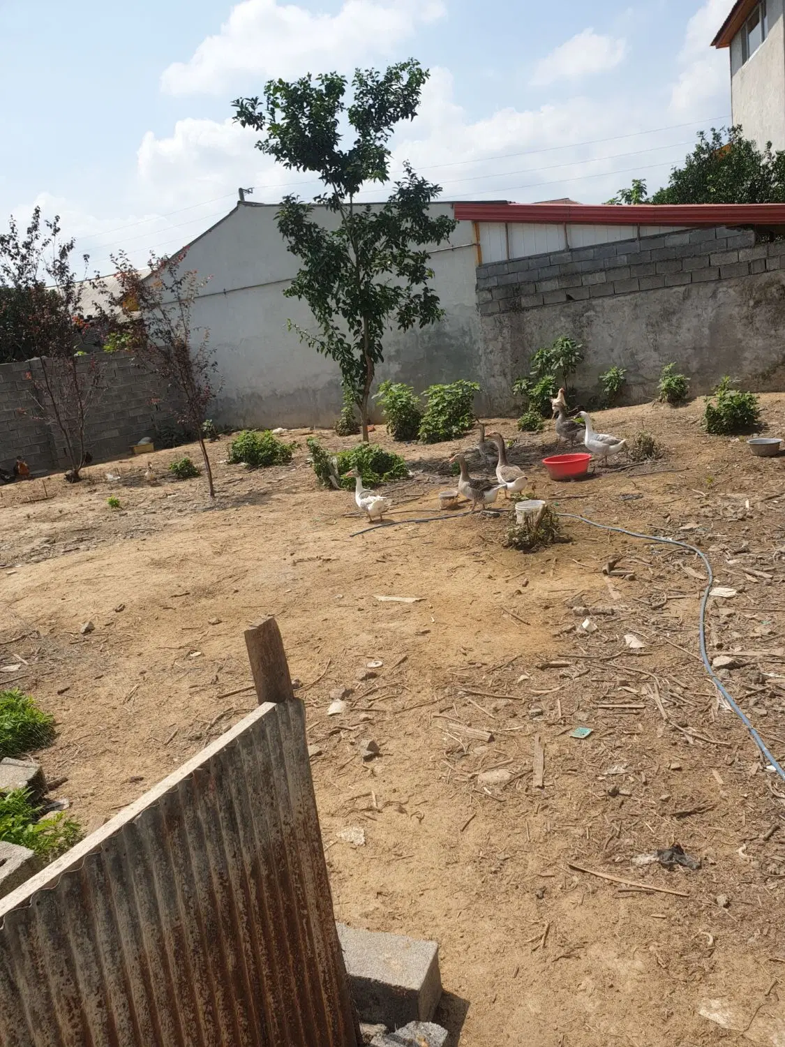 زمین مسکونی -جواز ساخت و سند تکبرگ امل - سعدین کلا