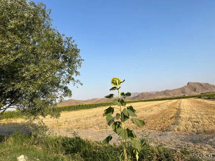 زمین کشاورزی