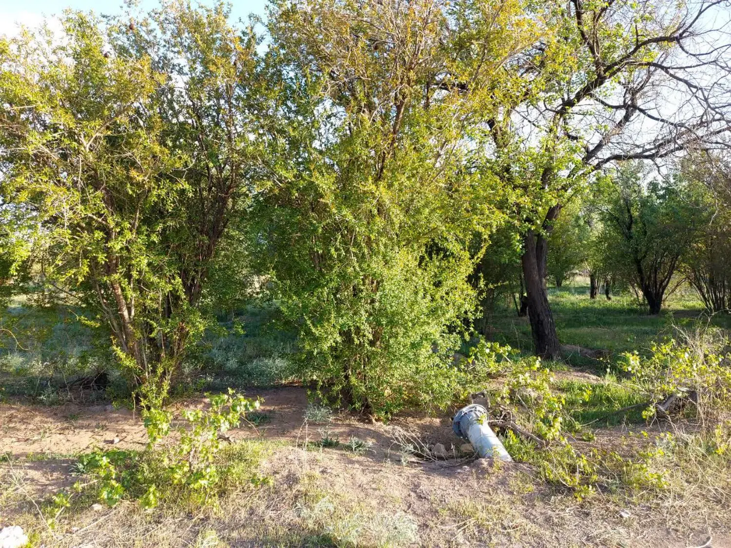 باغ جهت ویلا سازی