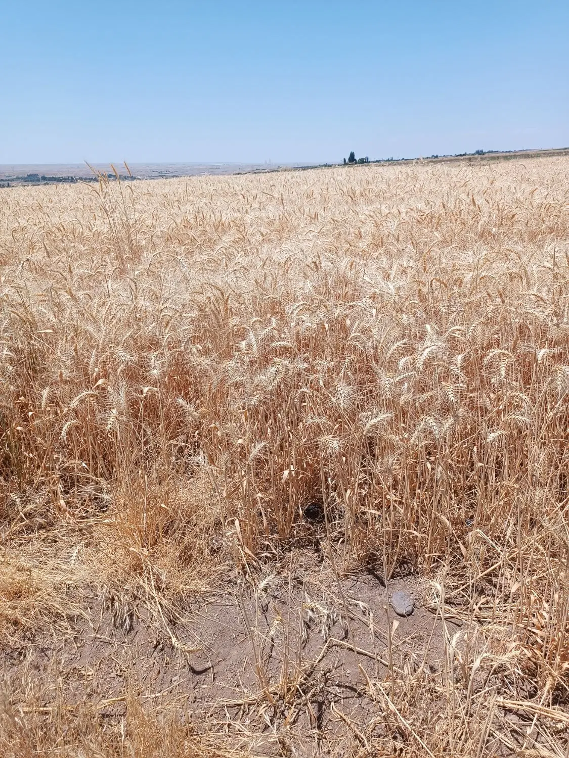 اجاره زمین کشاورزی