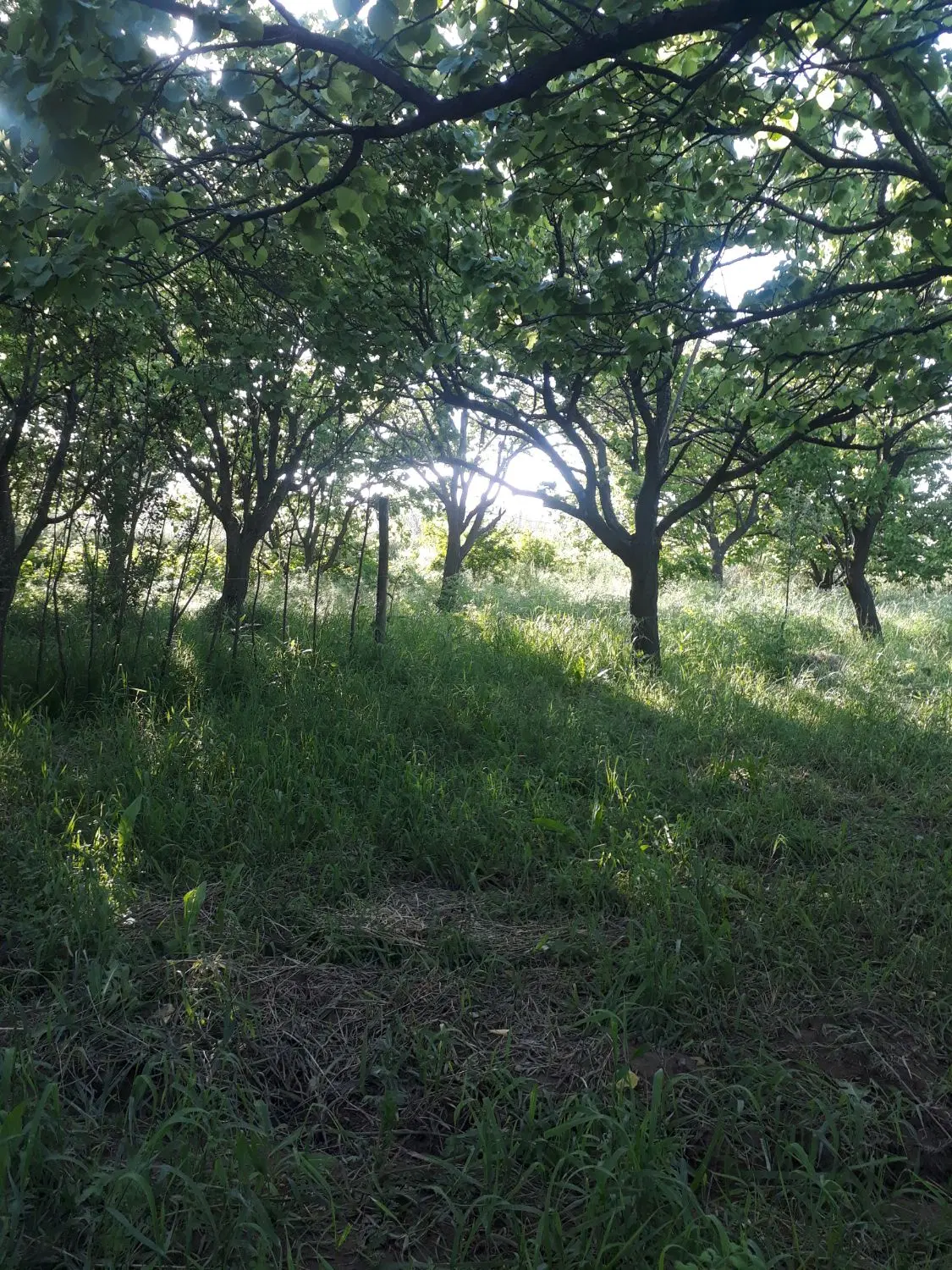 باغ در جلفا