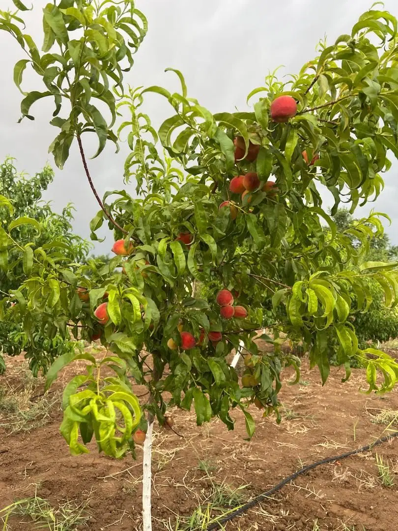 باغچه تفریحی مامونیه