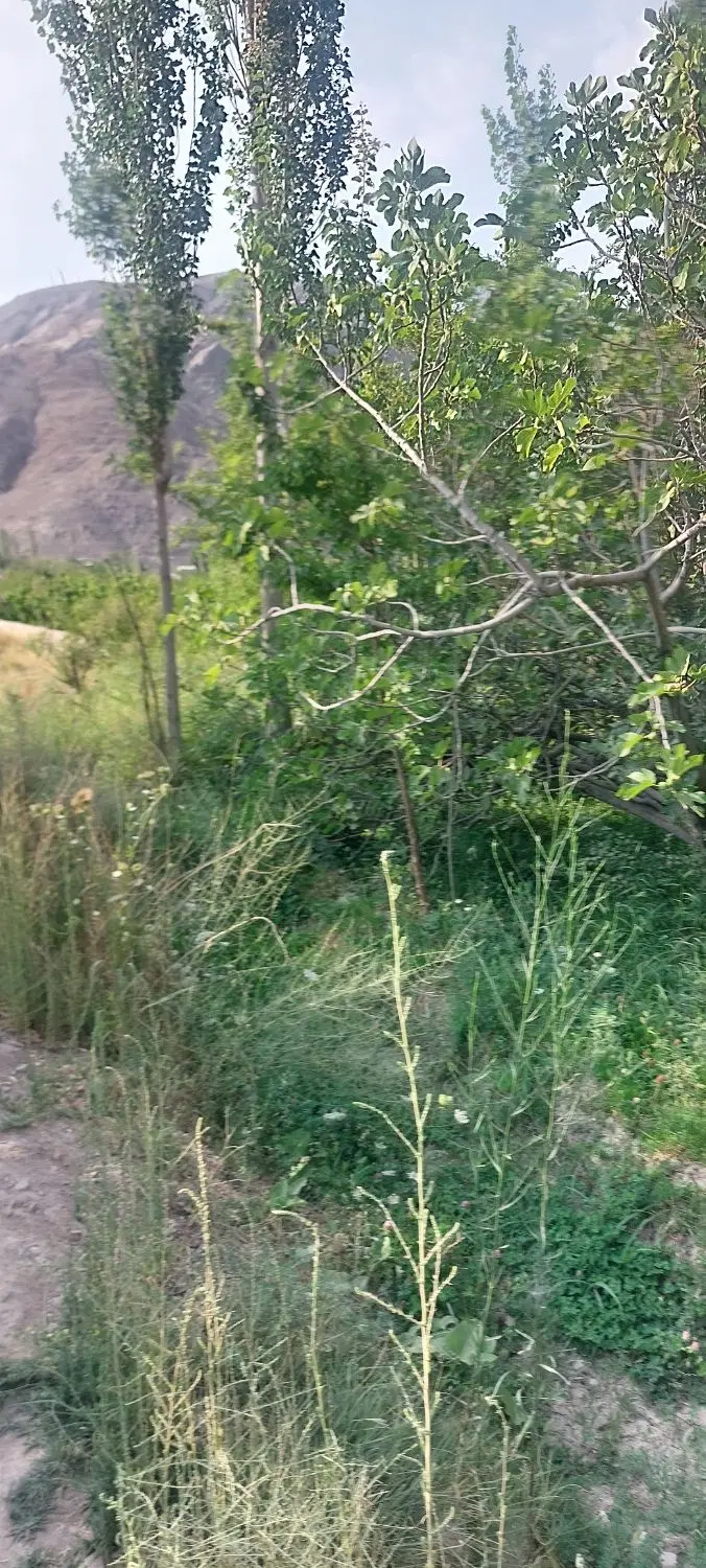 خانه باغ سیرچ