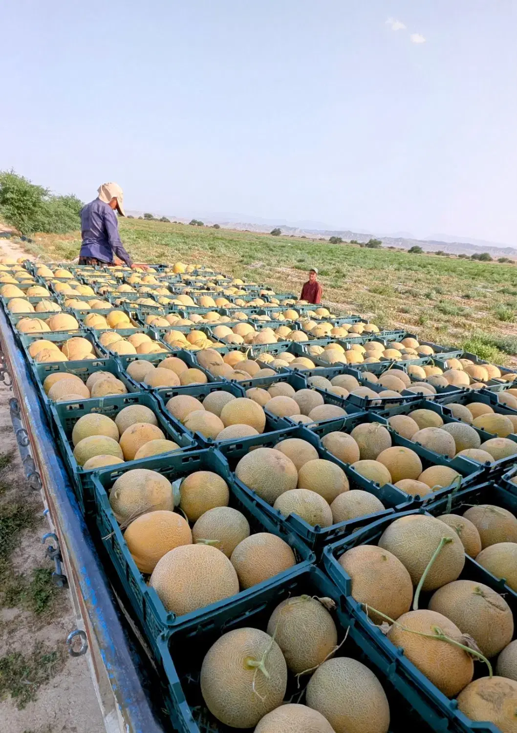 اجاره زمین کشاورزی