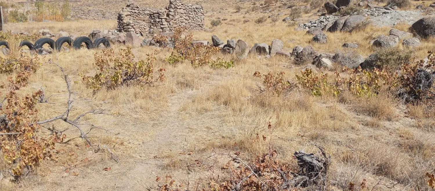 زمین انگور پاین کوه