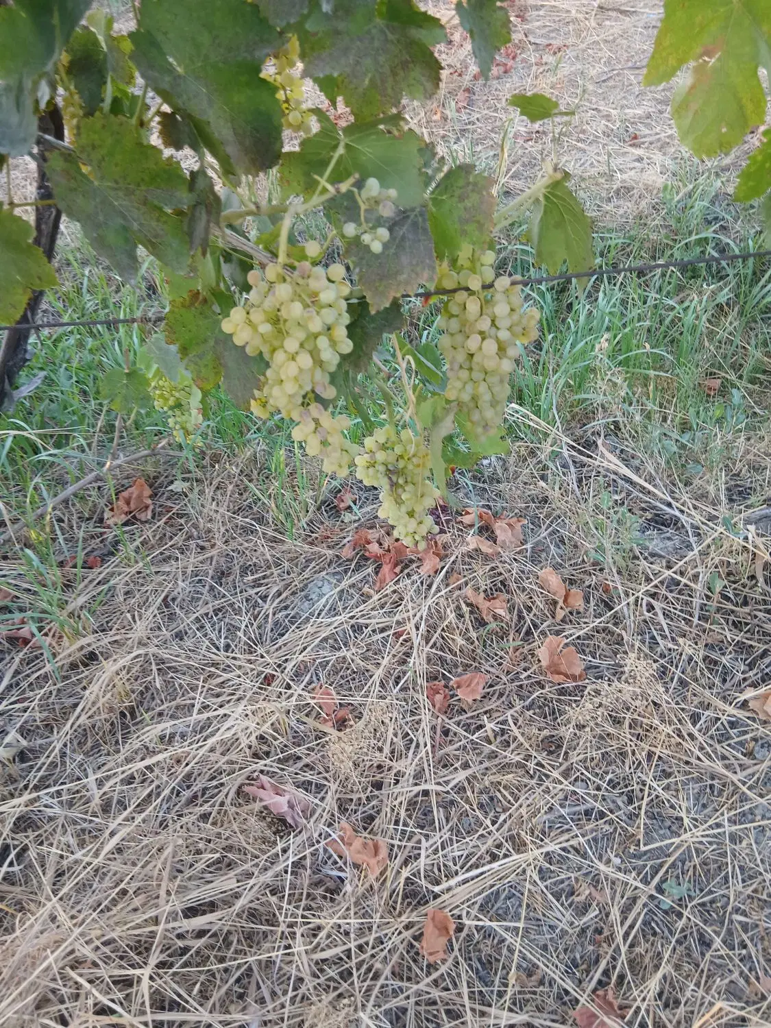 باغ انگور برای اجاره