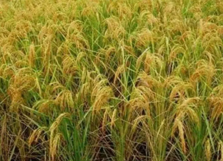 زمین  کشاورزی