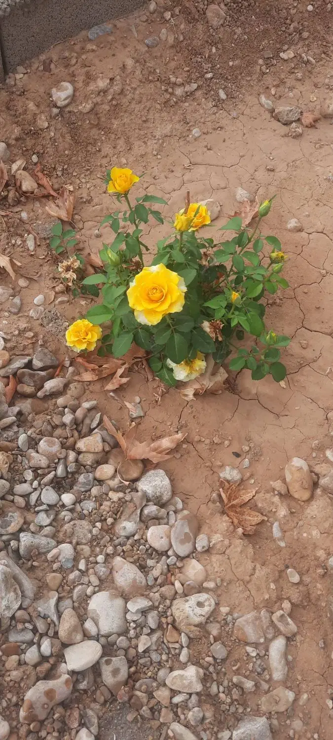 باغچه معاوضه