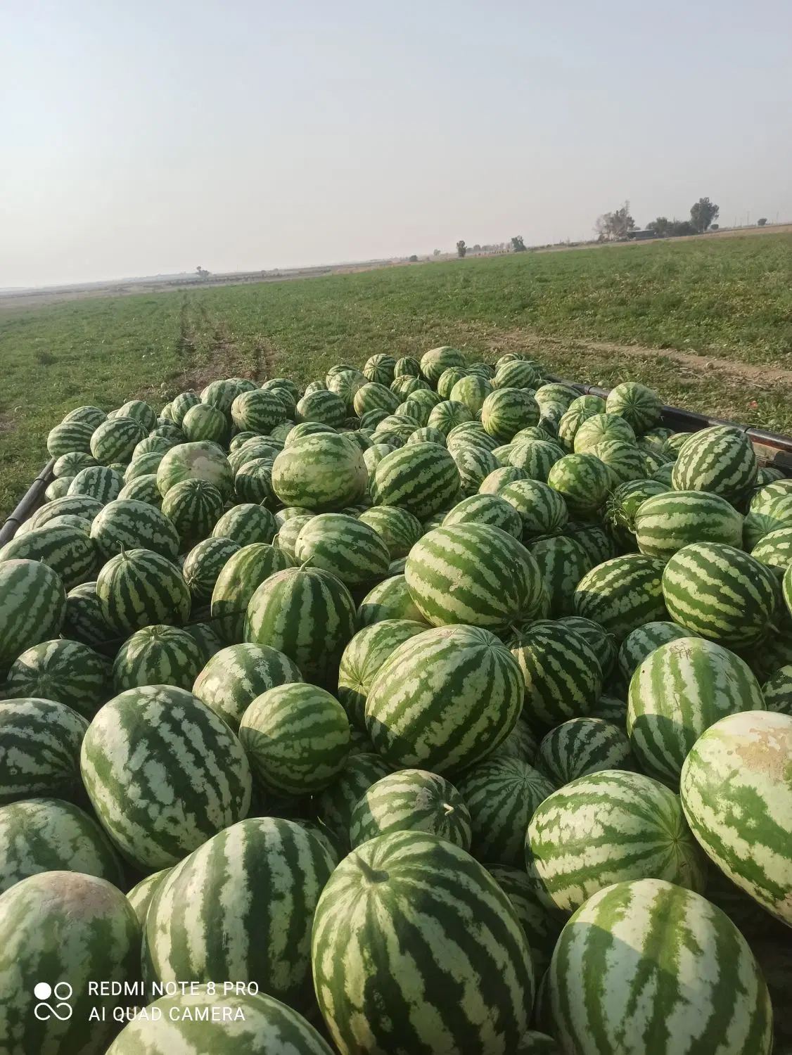 20 هکتار روستای شیخ علی بفروش میرسد.