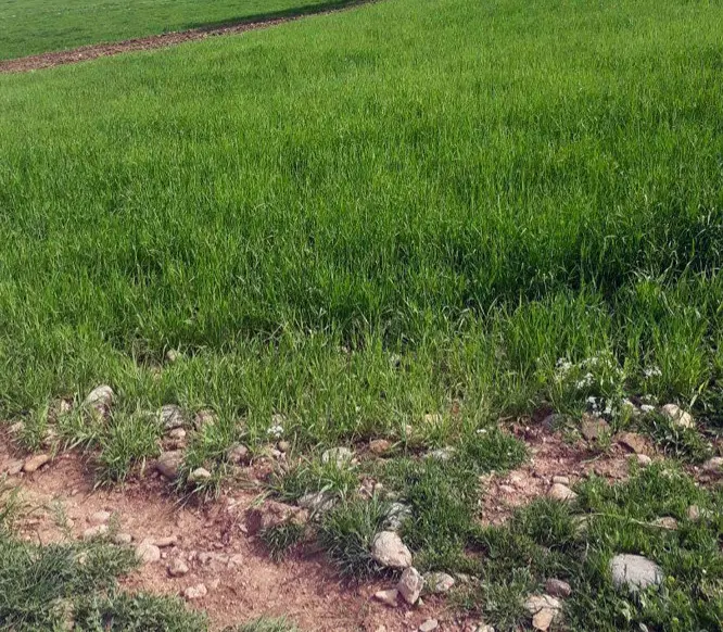 سرمایه گذاری