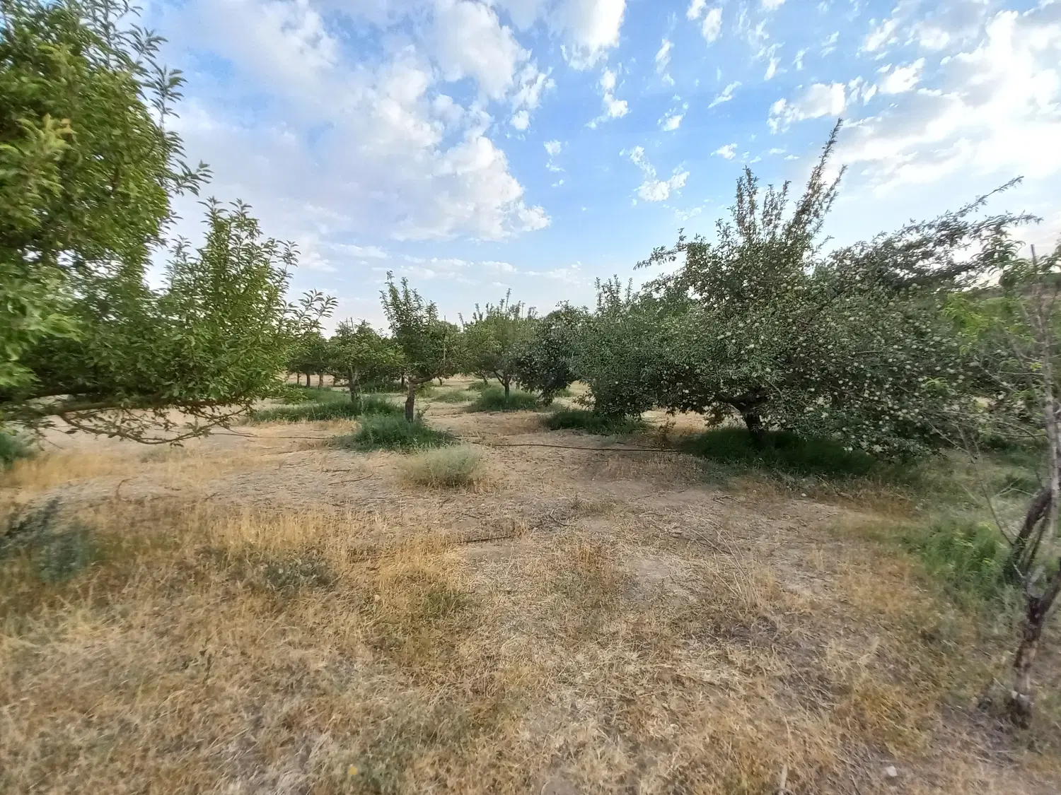 باغ جاده تبریز