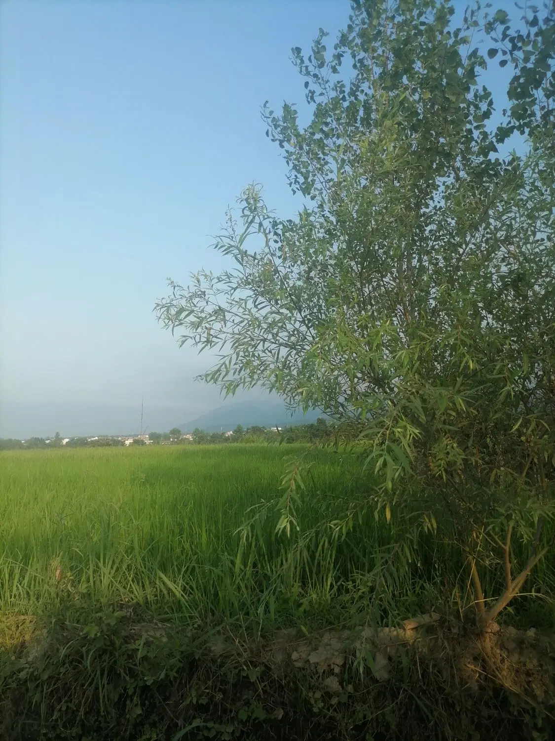 زمین عرصه و اعیان مزروعی