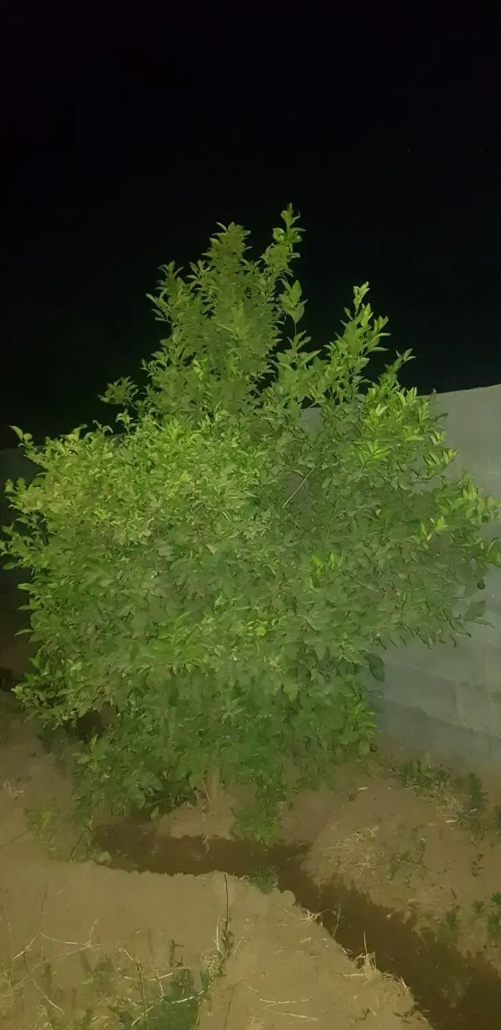 فروش باغچه ۸۰۰ متری جاده سد دز