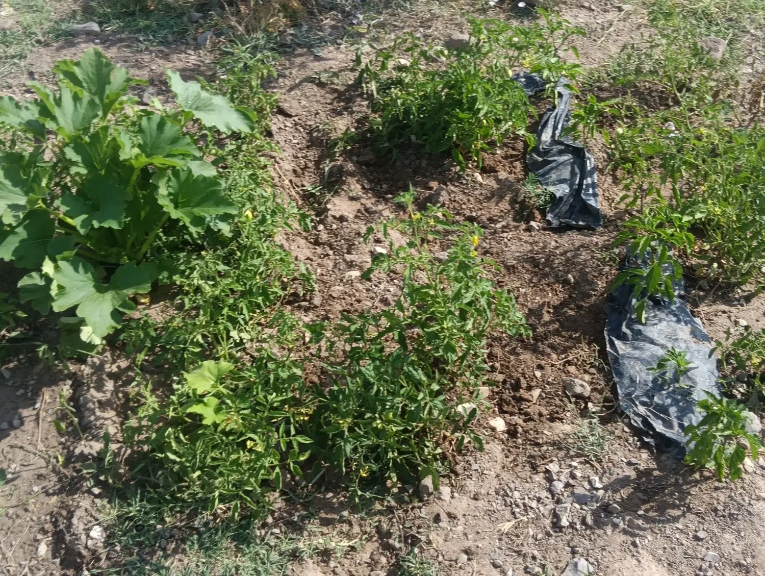 فروش باغ در روستایی خونیق