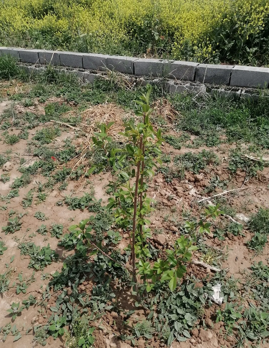 300متر زمین مناسب ساخت ویلای کوچیک