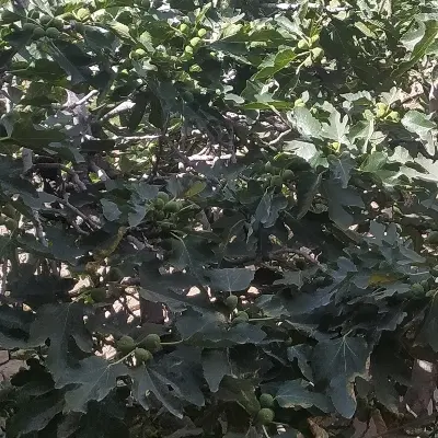 زمین برای باغ باغچه اجربست ورامین