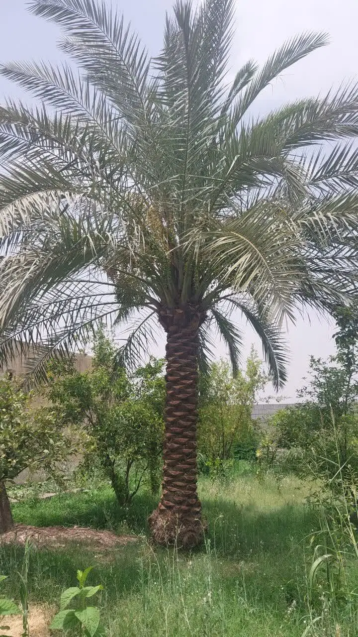 باغ