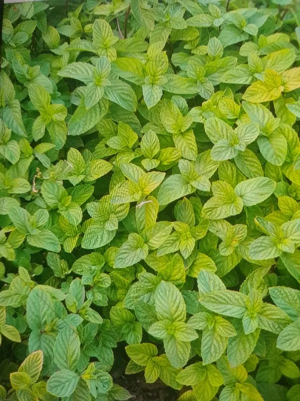 اجاره ۲ هکتار زمین مزروعی برای سیر