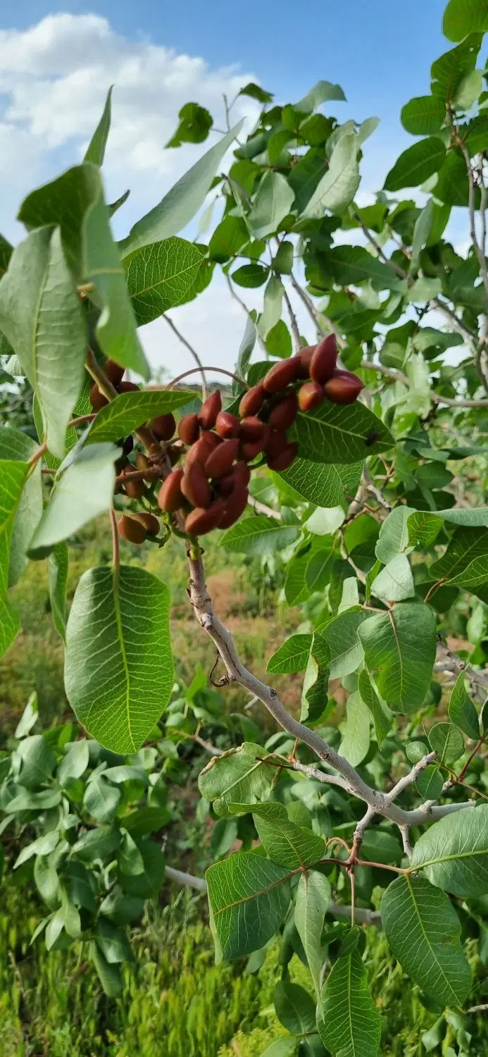 فروش باغ پسته