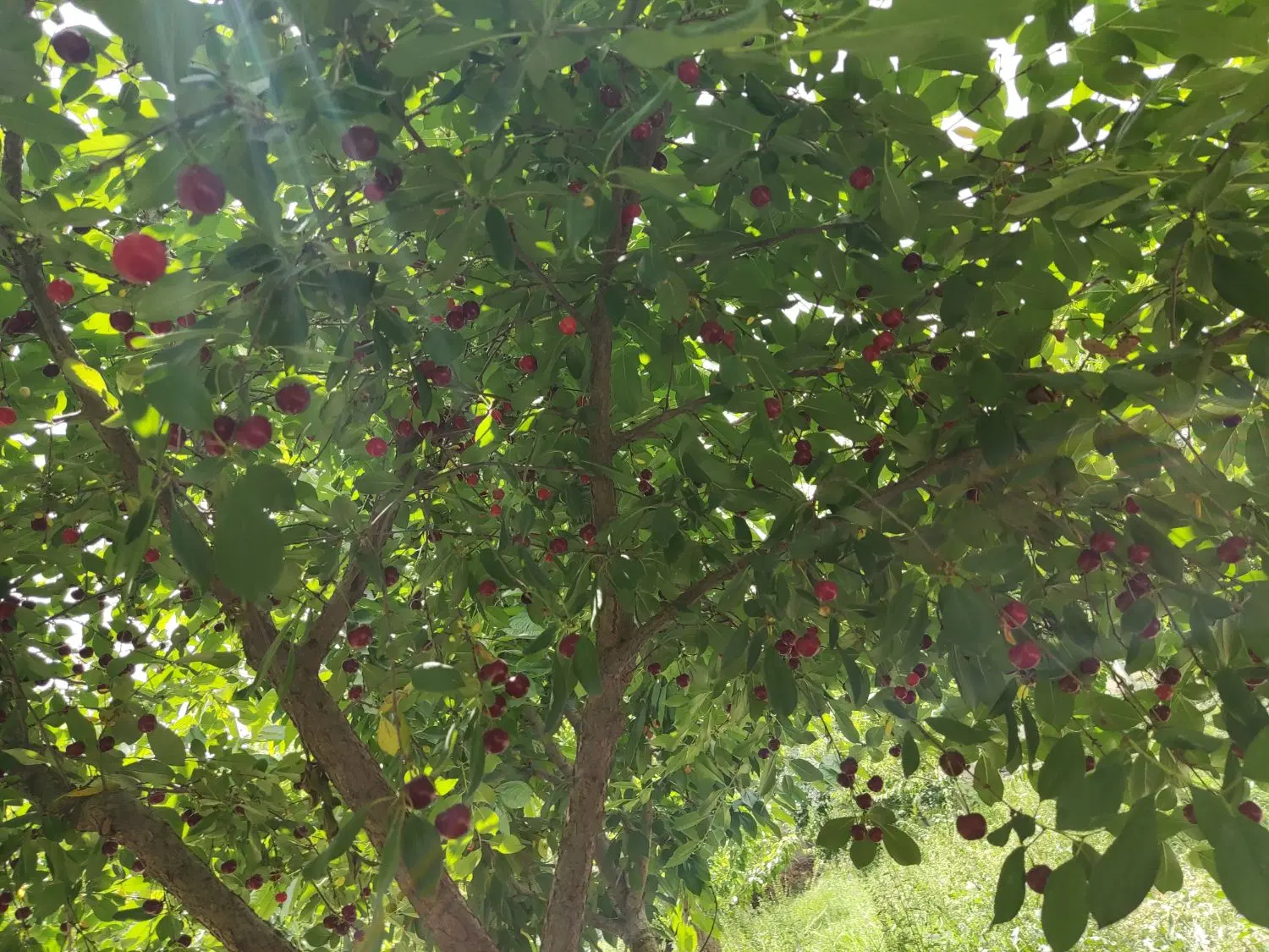 ۱۱۱۰ متر باغ ویلا سند 6دانگ