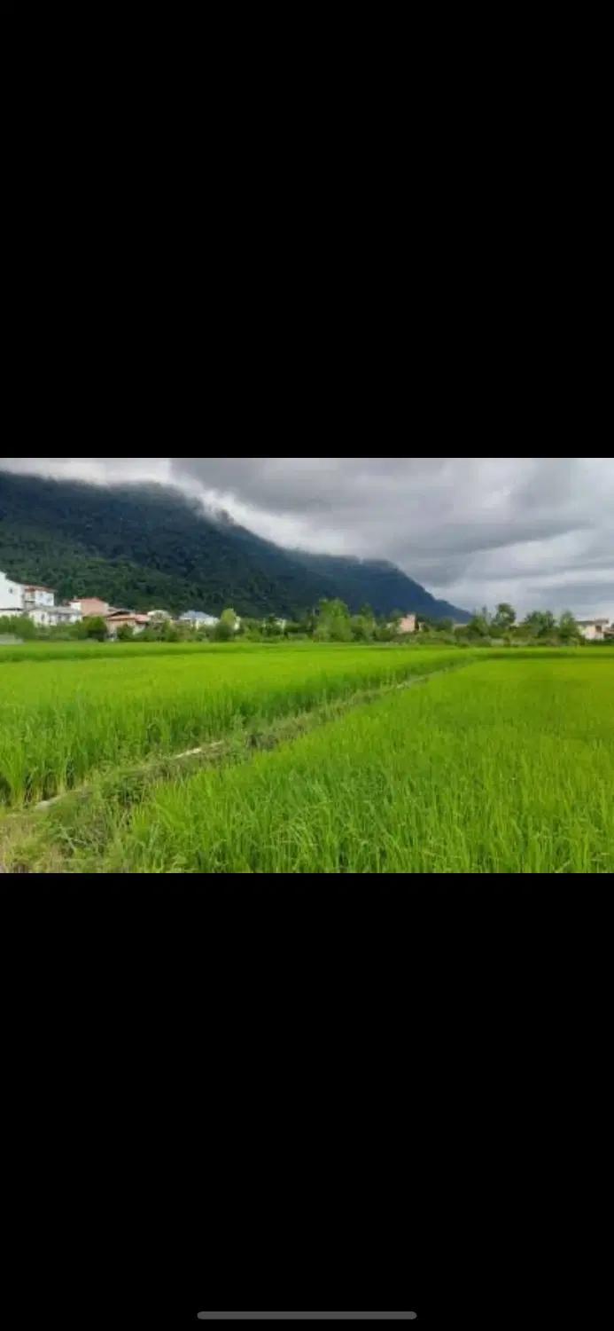 ۶۷۰۰ متر زمین زراعی در نوشهر