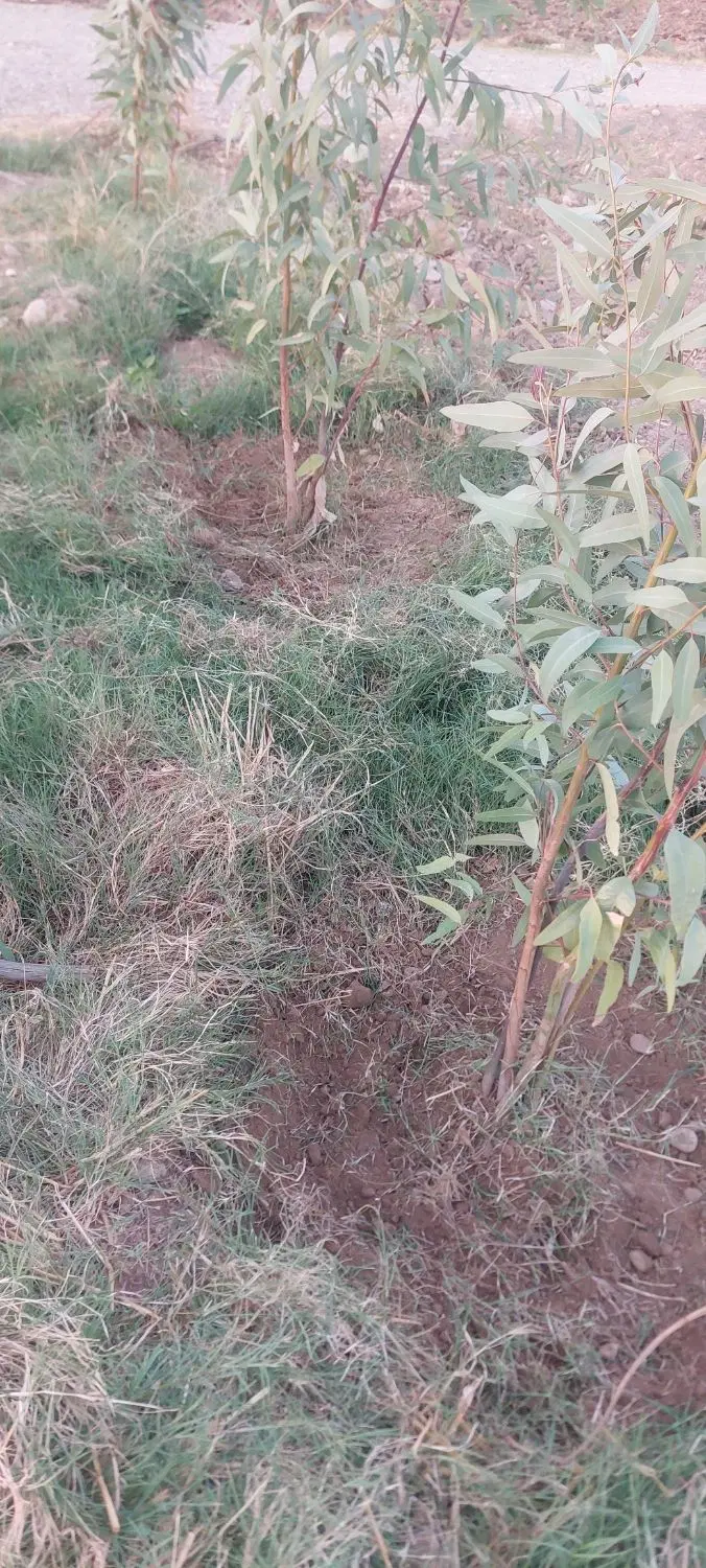 زمین کشاورزی