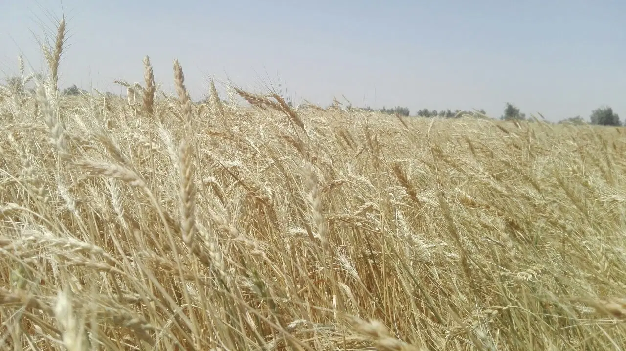 موقعیت خوب برای سرمایه گذاری، زمین در کمربندی