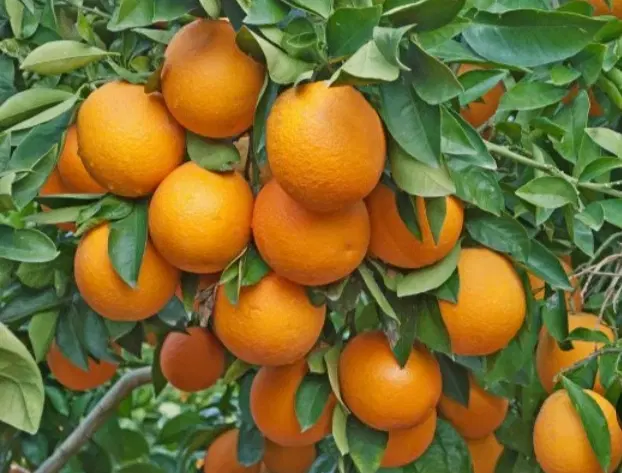 میوه باغ 3500 متری