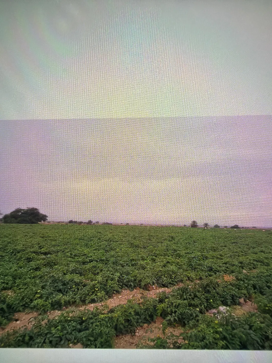 اجاره زمین کشاورزی خورموج