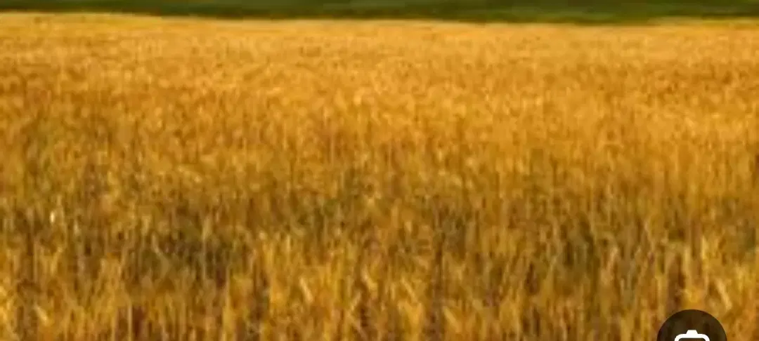 فروش مزرعه بیجار