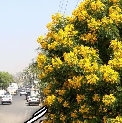 زمین تجاری