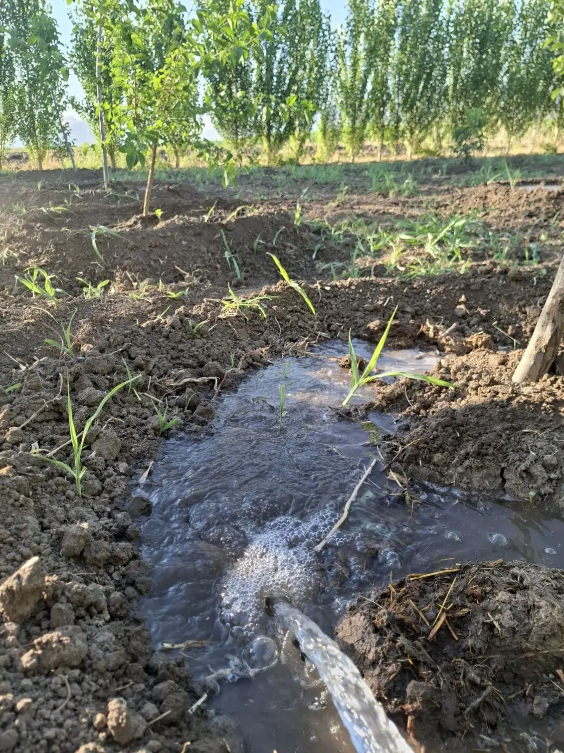 باغ ۱۰۰۰متری