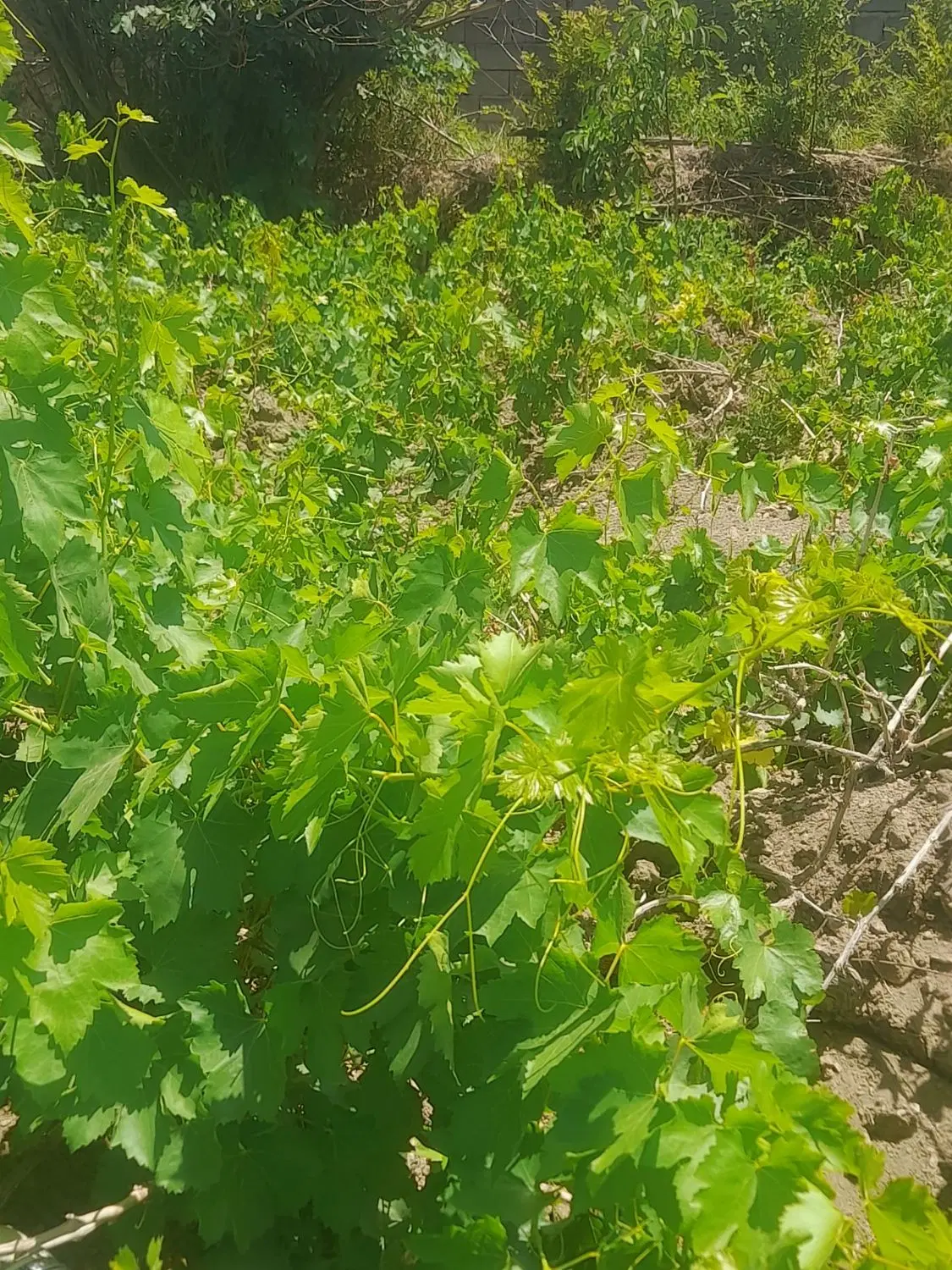 باغ انگور روستای ایوک