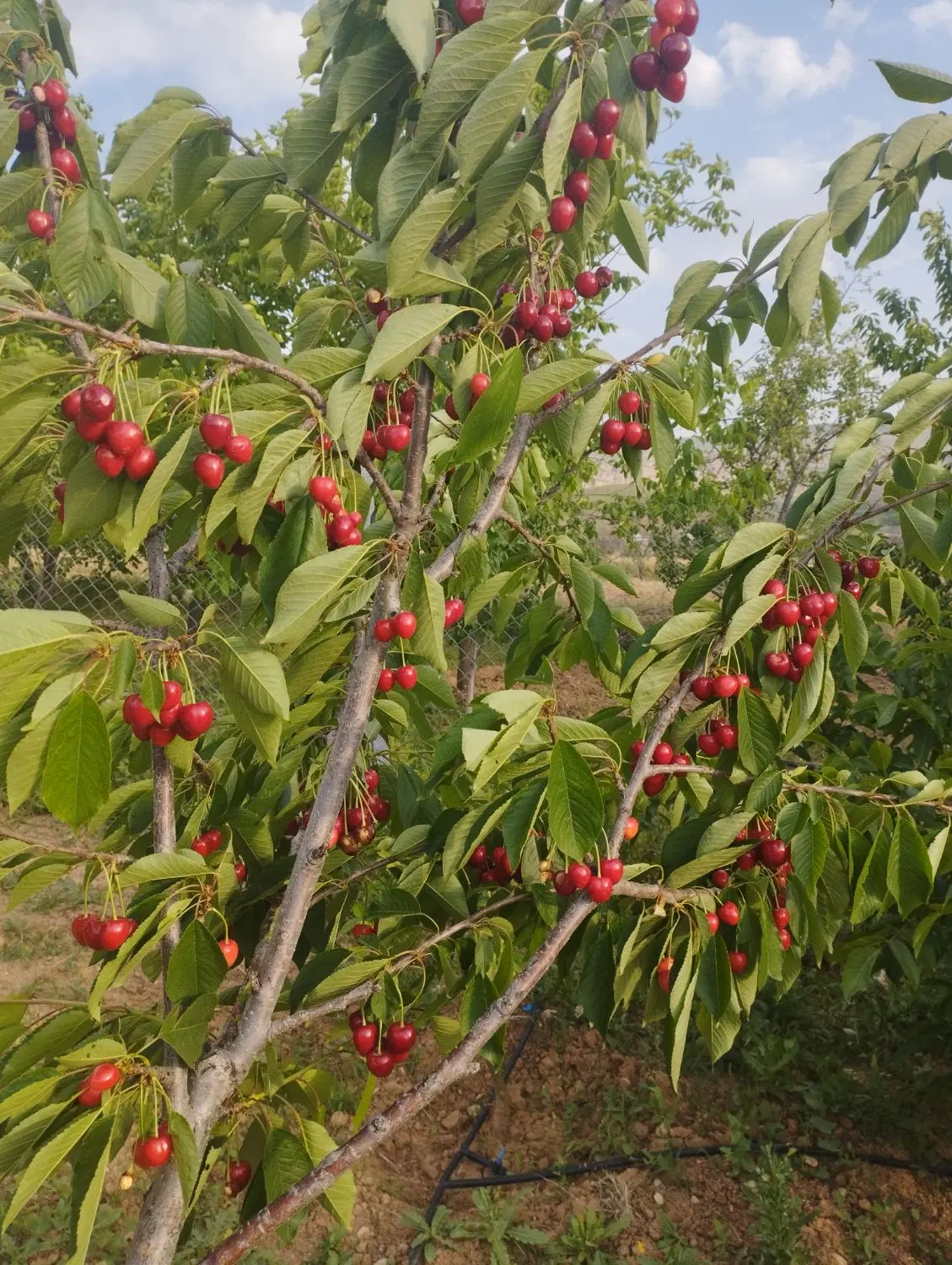 فروش باغ