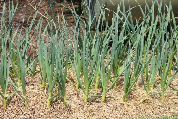 اجاره یک هکتار زمین کشاورزی برای سیر